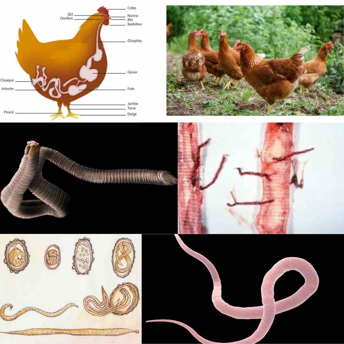 ivermectine oiseaux achat