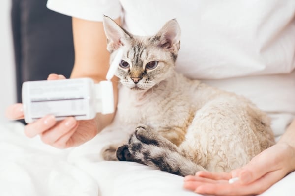Acheter doxycycline chat