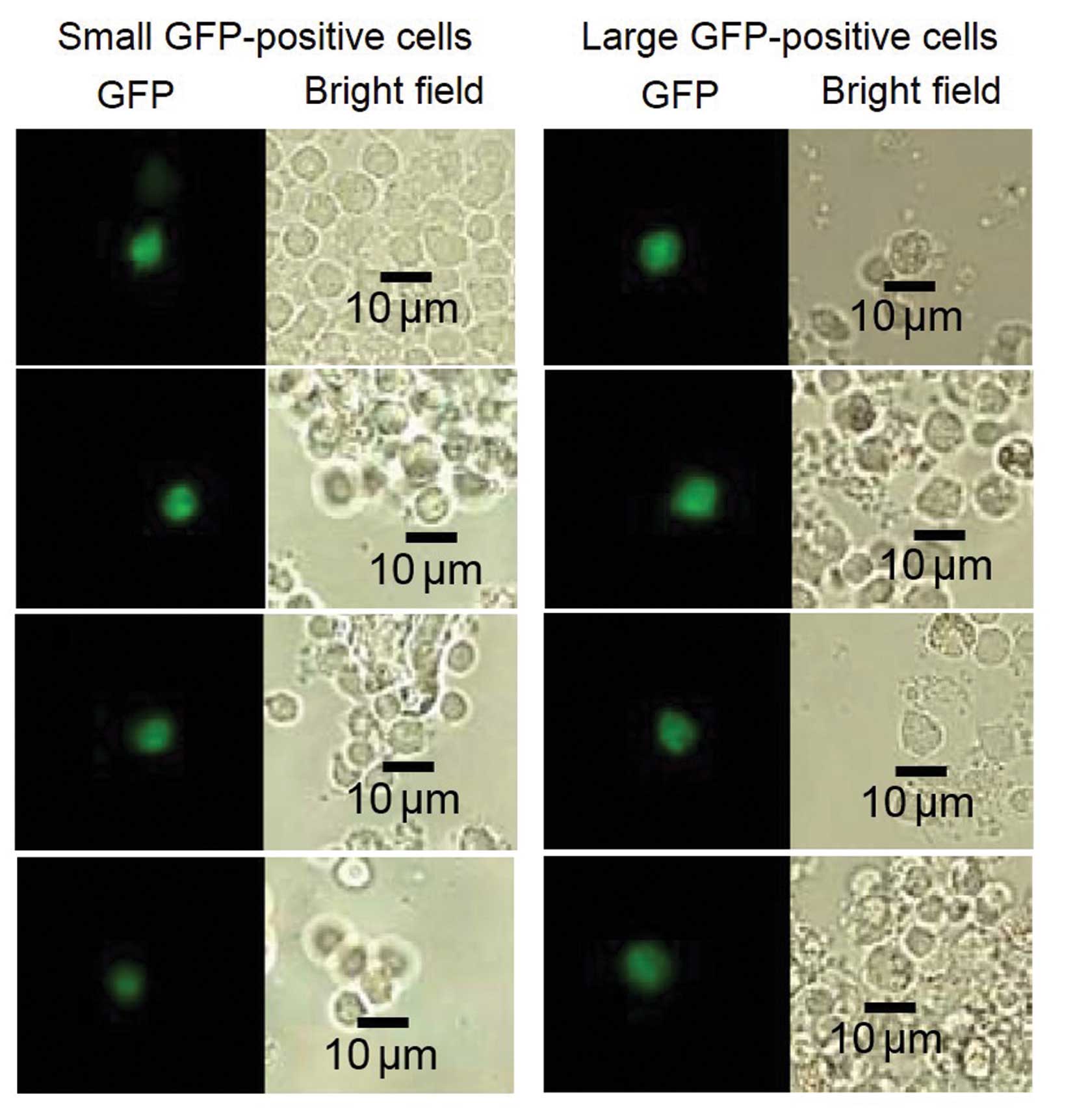 Acheter Metformin En Ligne