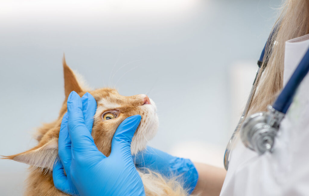 prednisolone vet online