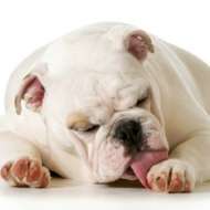 prednisolone chien prix