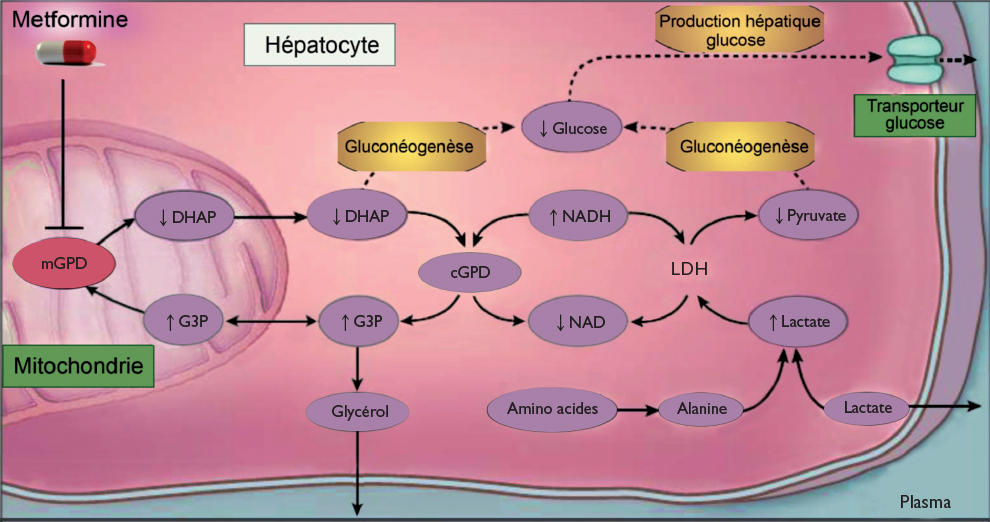 Coût Metformin