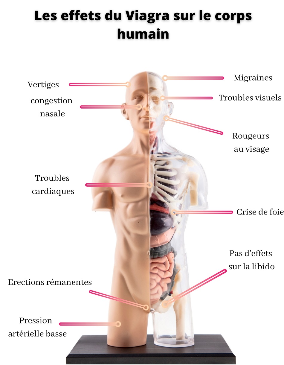 viagra sans ordonnance 24h avis