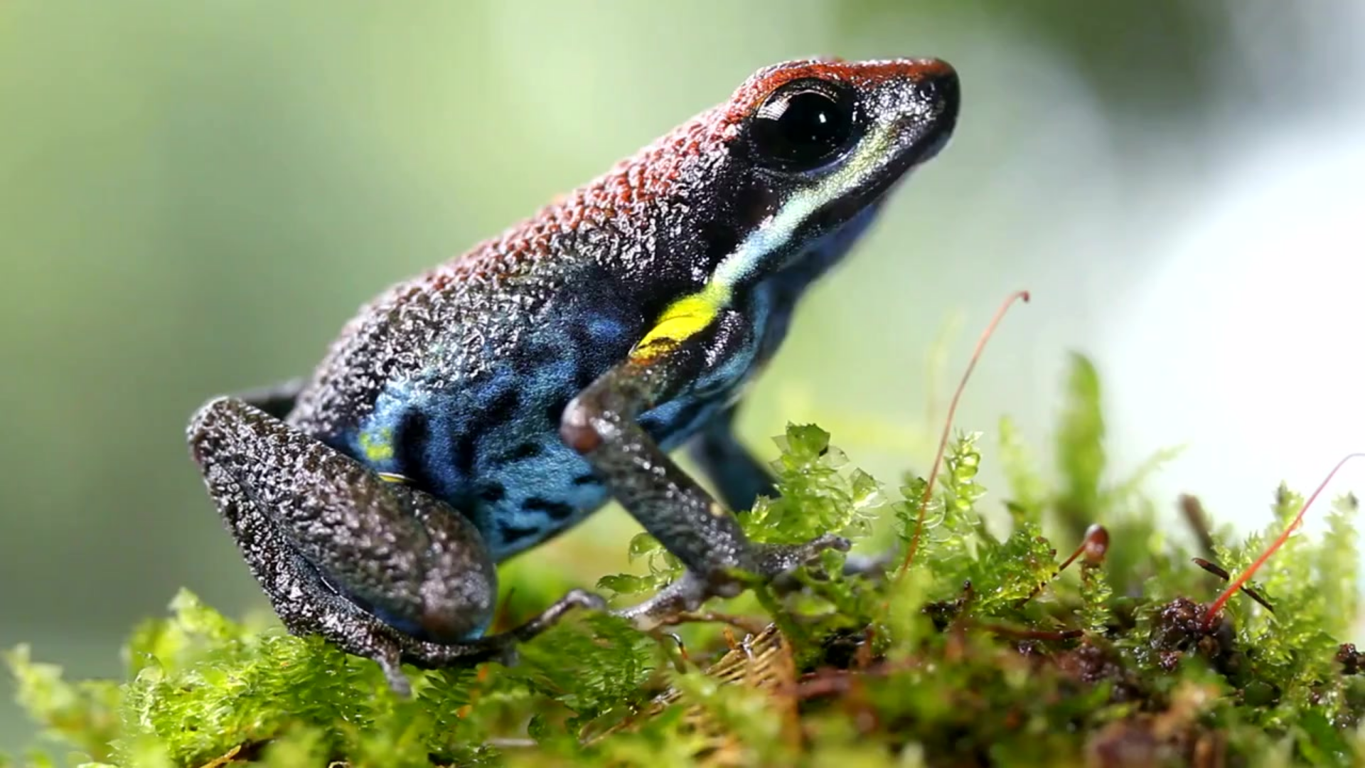 zimovane acheter