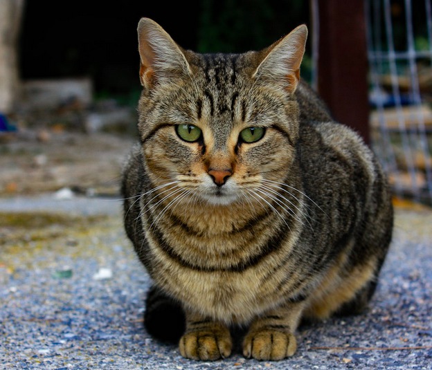 Amoxicilline chat prix