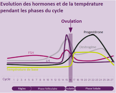 Coût Oestrogènes Conjugués