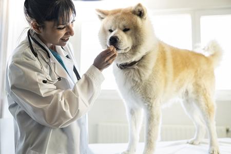 Prednisolone Chien Prix