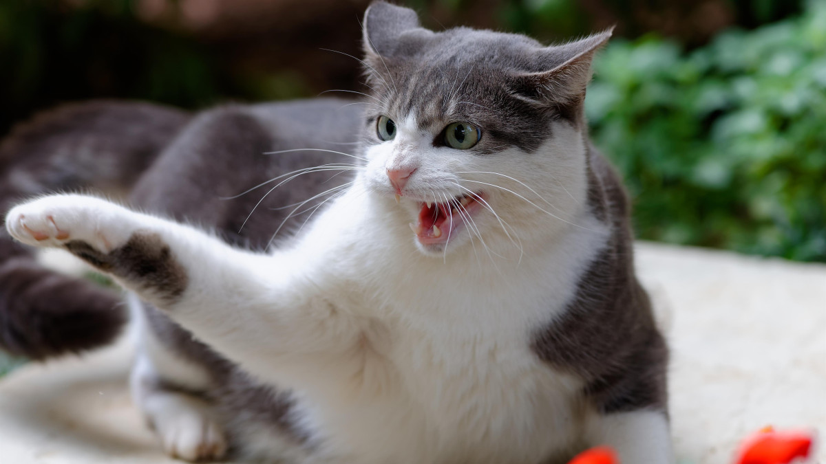 Amoxicilline chat achat