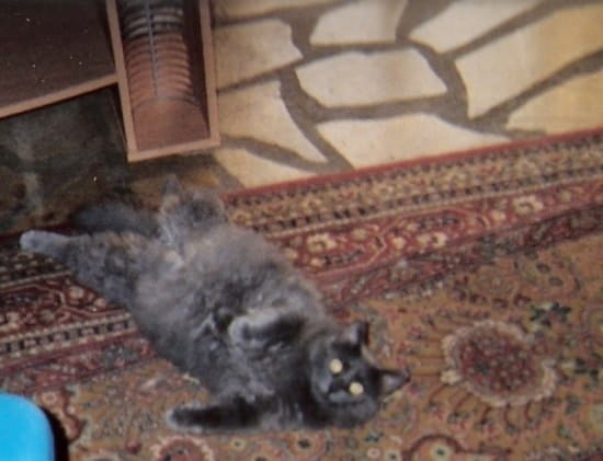 Amoxicilline pour chat sans ordonnance