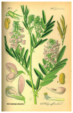 Acheter Du Glucophage