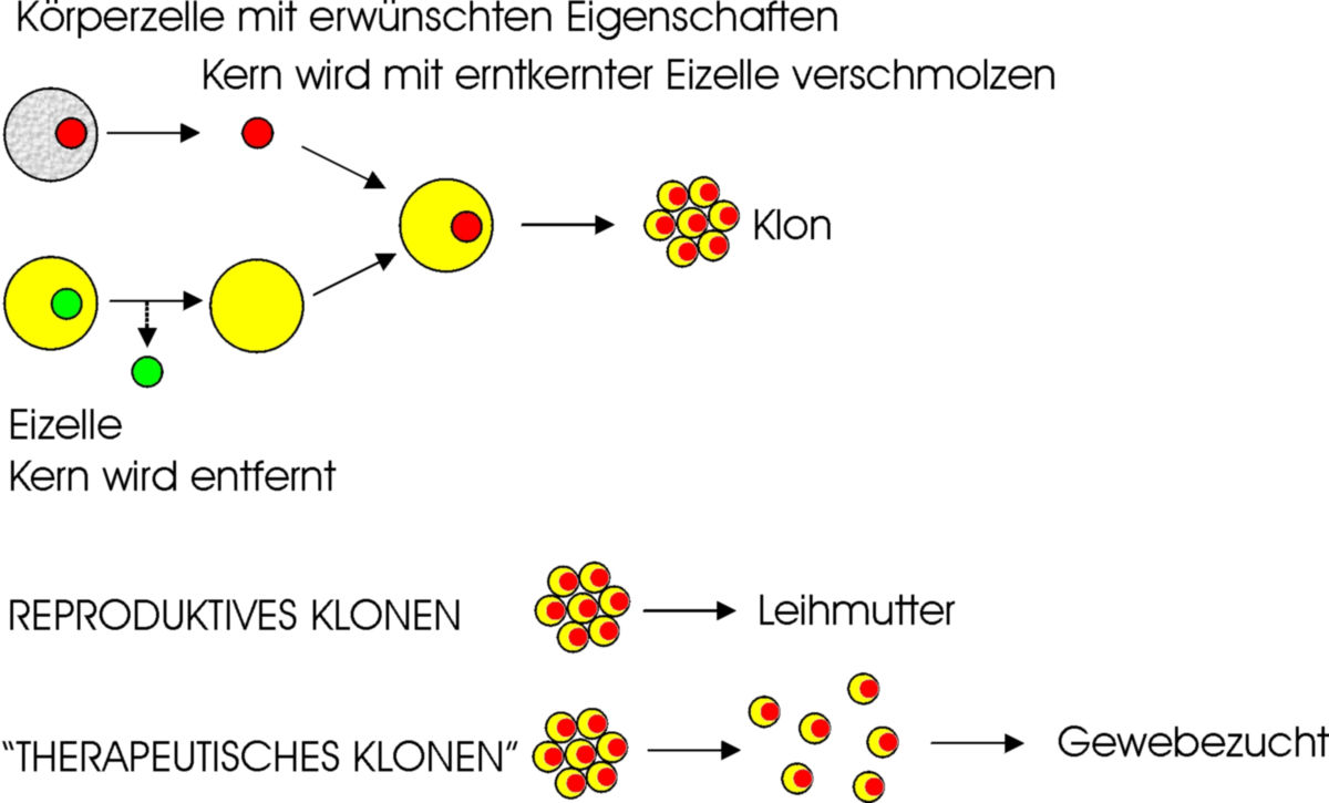 Commander du klonopin