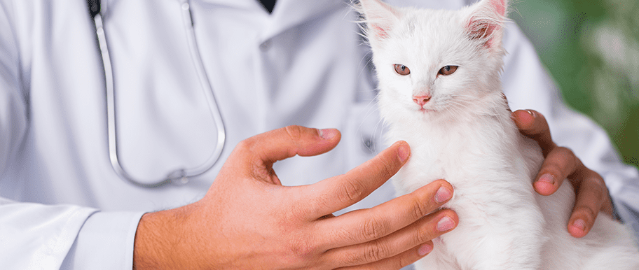 doxycycline chat prix