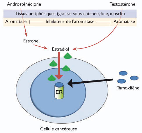 Acheter Du Tamoxifène En Ligne