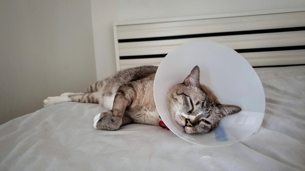 Achat Amoxicilline Chat