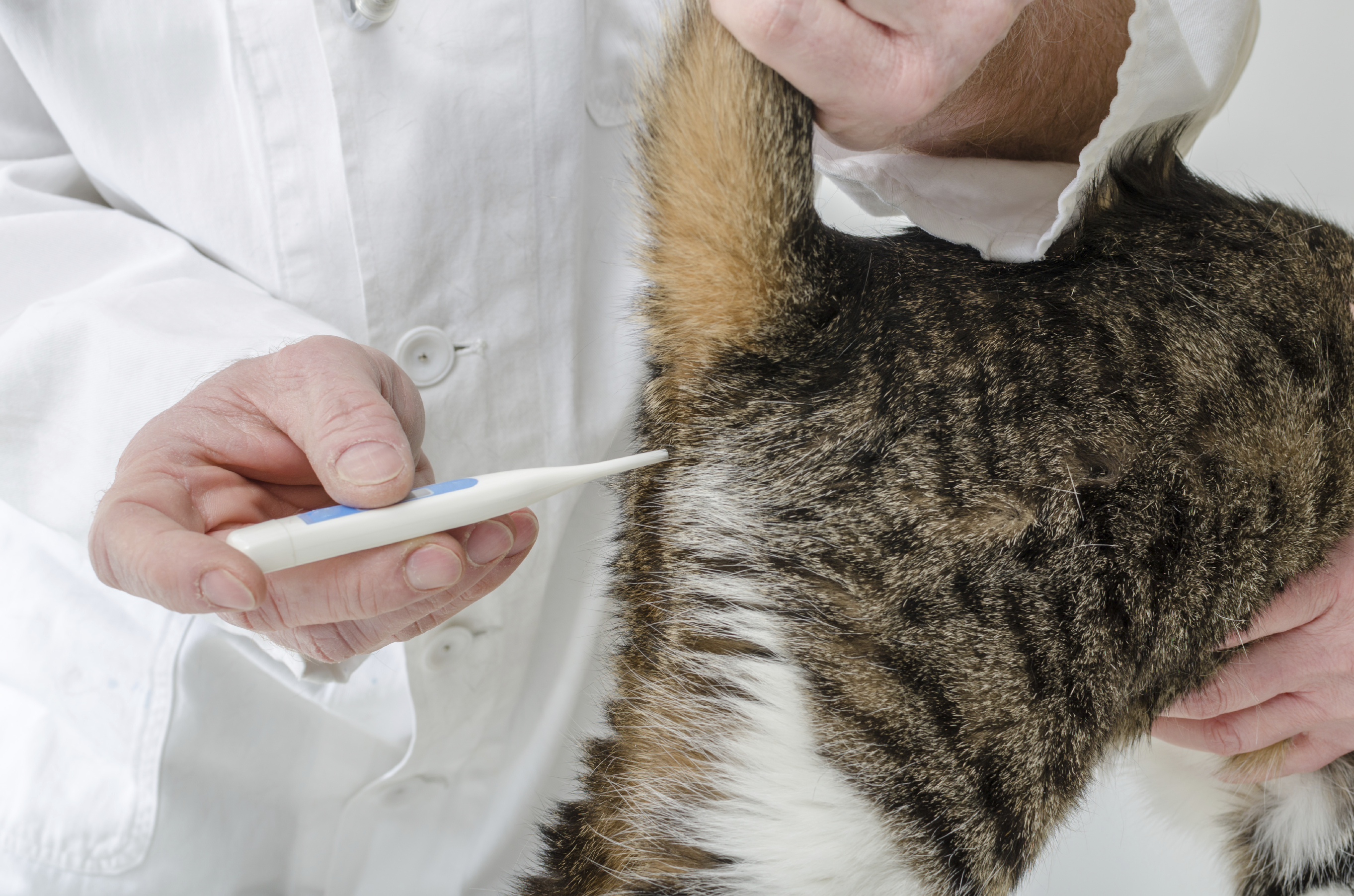 amoxicilline pour chat prix