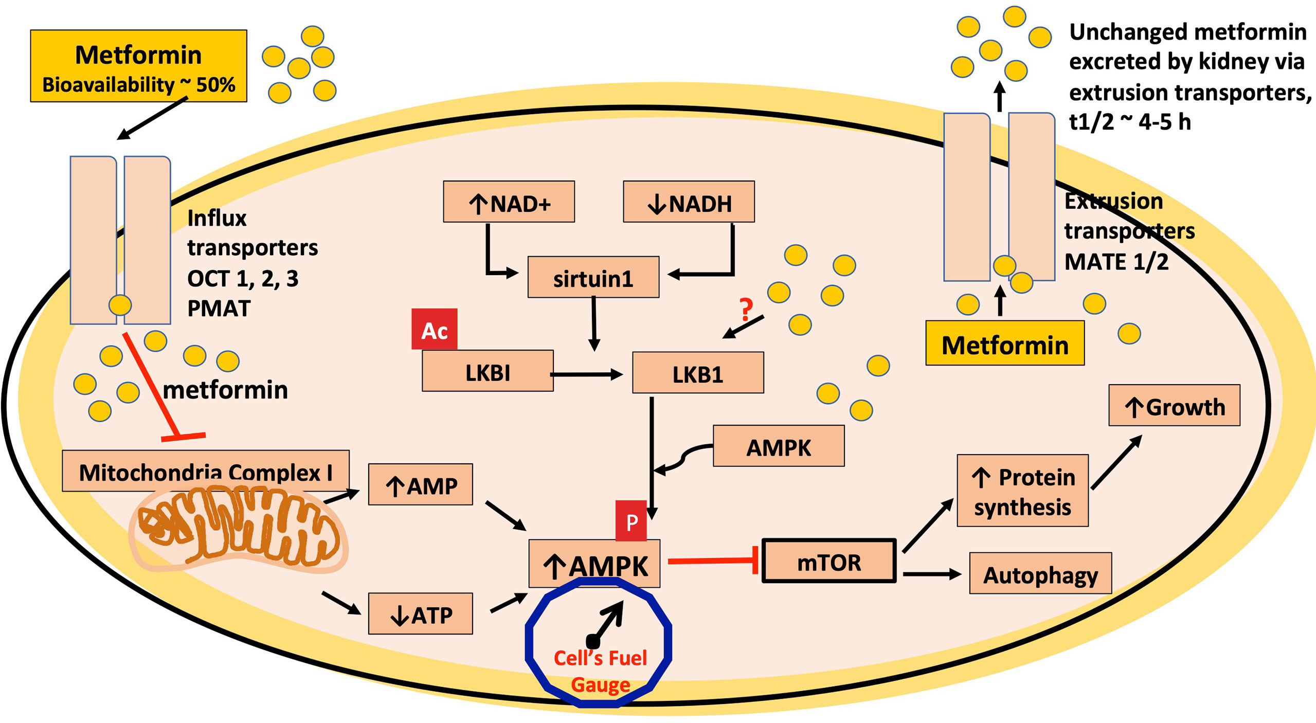 metformin achat france