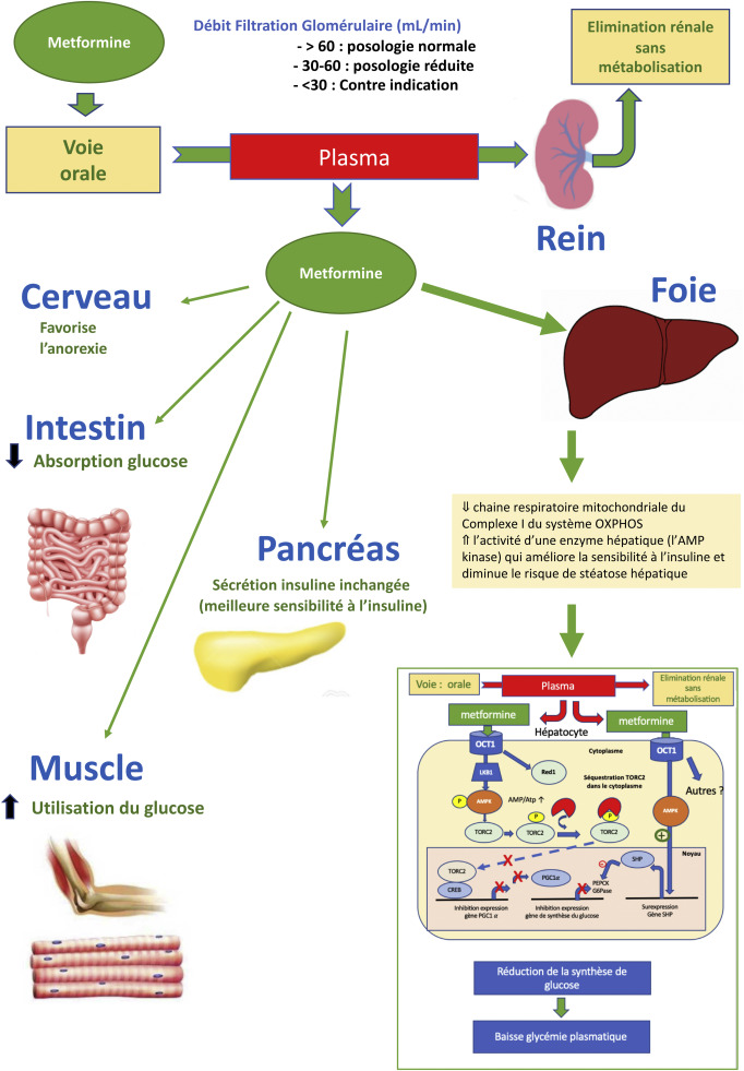 metformine 850 mg perte de poids