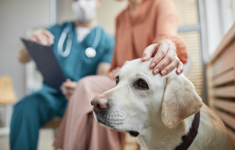 Prednisolone Vet Online