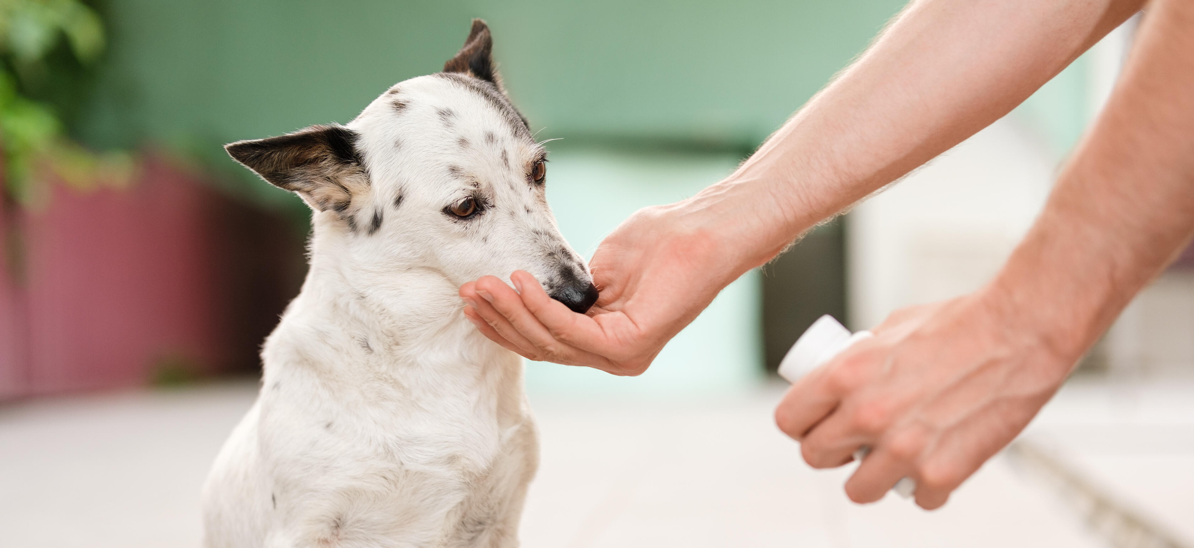 Prix du tramadol pour chien