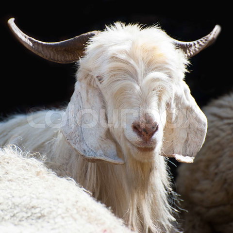zimovane pas cher